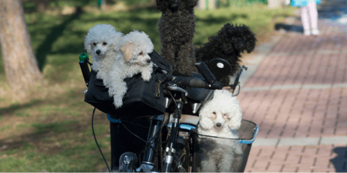 hond vervoeren op de fiets