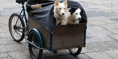 honden in bakfiets