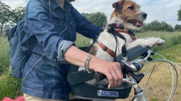 buddyrider hond